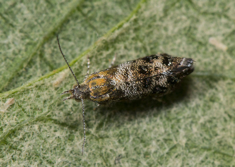 Tebenna sp. (Choreutidae)